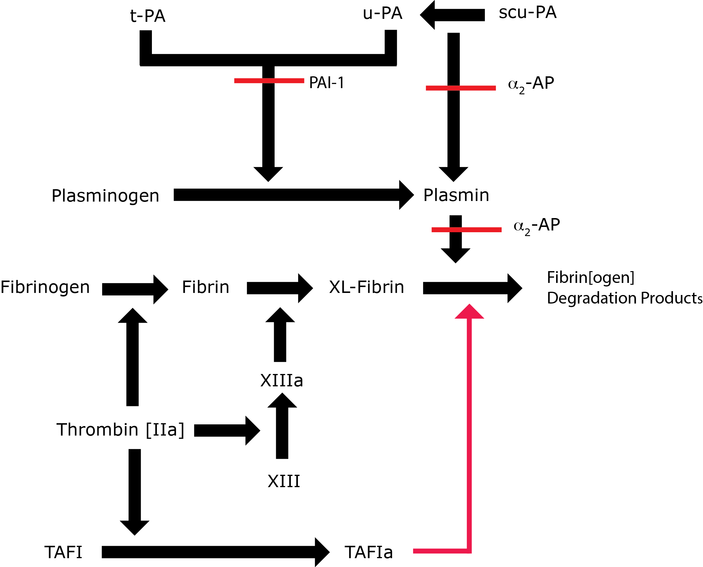 Schematic of Fibrinolysis